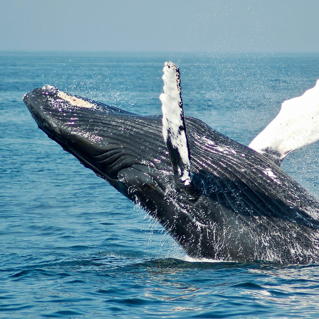 WHALE WATCHING